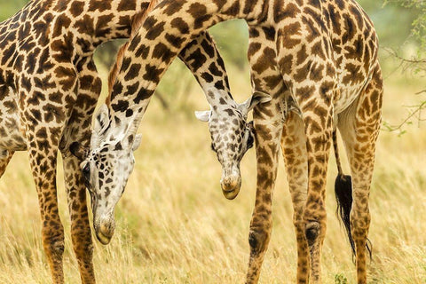 Africa-Tanzania-Serengeti National Park Young Maasai giraffes sparring  White Modern Wood Framed Art Print with Double Matting by Jaynes Gallery
