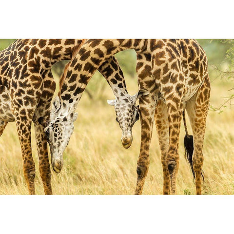 Africa-Tanzania-Serengeti National Park Young Maasai giraffes sparring  Black Modern Wood Framed Art Print by Jaynes Gallery