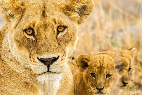 Africa-Tanzania-Serengeti National Park African lioness and cubs  White Modern Wood Framed Art Print with Double Matting by Jaynes Gallery