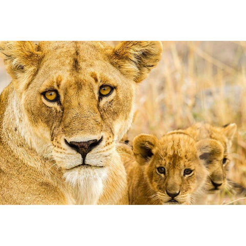 Africa-Tanzania-Serengeti National Park African lioness and cubs  Black Modern Wood Framed Art Print by Jaynes Gallery