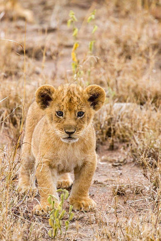 Africa-Tanzania-Serengeti National Park African lion cub close-up  White Modern Wood Framed Art Print with Double Matting by Jaynes Gallery