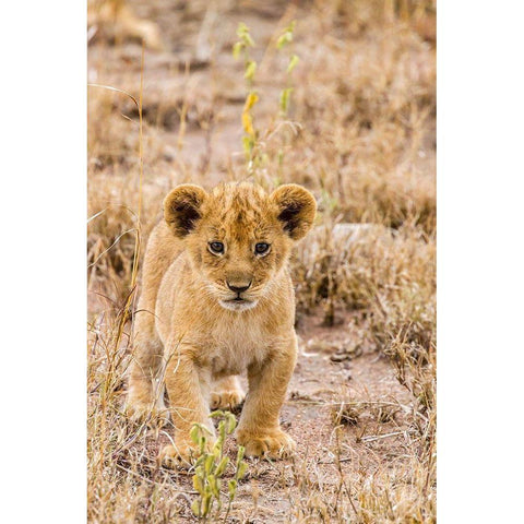 Africa-Tanzania-Serengeti National Park African lion cub close-up  White Modern Wood Framed Art Print by Jaynes Gallery