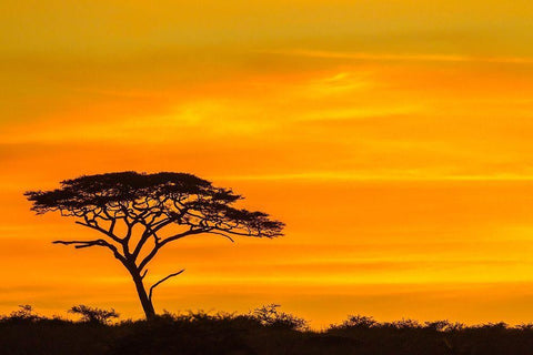 Africa-Tanzania-Serengeti National Park Acacia tree silhouette at sunset  White Modern Wood Framed Art Print with Double Matting by Jaynes Gallery