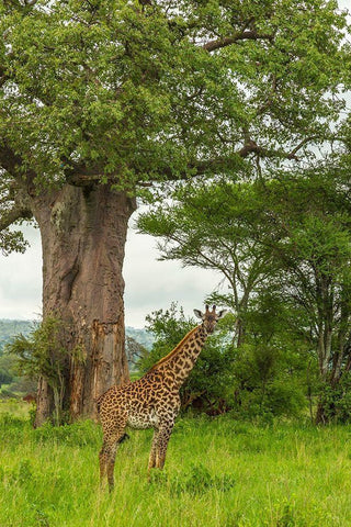 Africa-Tanzania-Tarangire National Park Maasai giraffe and large tree  White Modern Wood Framed Art Print with Double Matting by Jaynes Gallery
