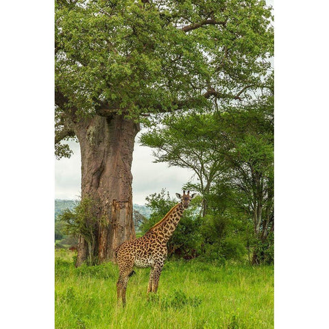 Africa-Tanzania-Tarangire National Park Maasai giraffe and large tree  Black Modern Wood Framed Art Print by Jaynes Gallery