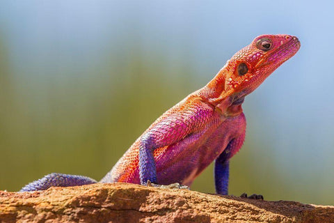 Africa-Tanzania-Serengeti National Park Agama lizard close-up  White Modern Wood Framed Art Print with Double Matting by Jaynes Gallery