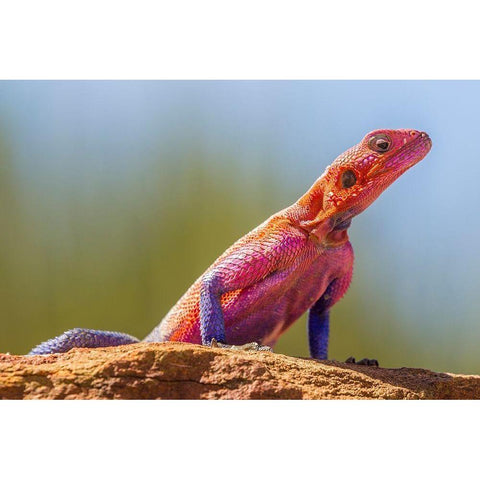 Africa-Tanzania-Serengeti National Park Agama lizard close-up  Black Modern Wood Framed Art Print by Jaynes Gallery