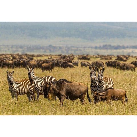 Africa-Tanzania-Serengeti National Park Migration of zebras and wildebeests  Black Modern Wood Framed Art Print by Jaynes Gallery