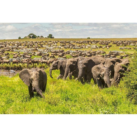 Africa-Tanzania-Serengeti National Park Migration of zebras and wildebeests with elephant herd  Black Modern Wood Framed Art Print by Jaynes Gallery