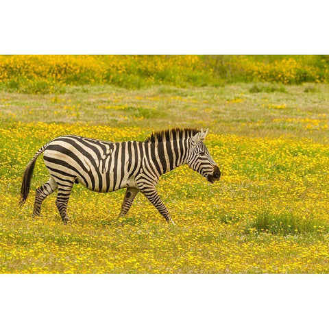 Africa-Tanzania-Ngorongoro Crater Zebra walking in flower field  Gold Ornate Wood Framed Art Print with Double Matting by Jaynes Gallery