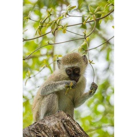 Africa-Tanzania-Tarangire National Park Young vervet monkey close-up  Black Modern Wood Framed Art Print by Jaynes Gallery
