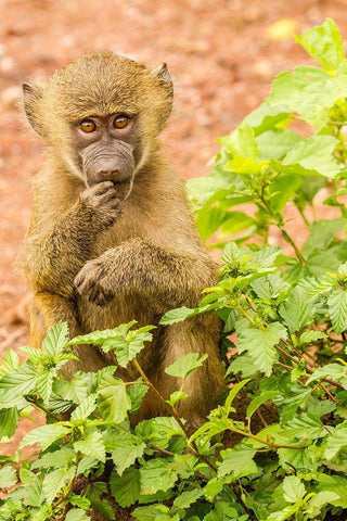 Africa-Tanzania-Lake Manyara National Park Olive baboon baby close-up  White Modern Wood Framed Art Print with Double Matting by Jaynes Gallery