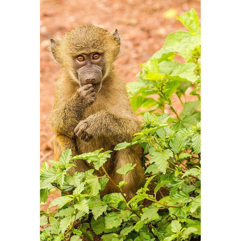 Africa-Tanzania-Lake Manyara National Park Olive baboon baby close-up  Black Modern Wood Framed Art Print by Jaynes Gallery