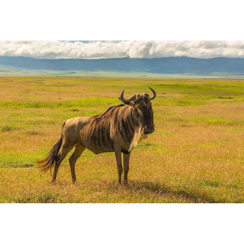 Africa-Tanzania-Ngorongoro Crater White bearded wildebeest on plain  White Modern Wood Framed Art Print by Jaynes Gallery