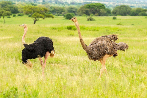 Africa-Tanzania-Tarangire National Park Ostrich male and female close-up  White Modern Wood Framed Art Print with Double Matting by Jaynes Gallery
