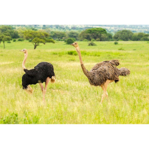 Africa-Tanzania-Tarangire National Park Ostrich male and female close-up  Black Modern Wood Framed Art Print by Jaynes Gallery