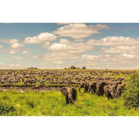 Africa-Tanzania-Serengeti National Park Migration of zebras and wildebeests with elephant herd  Black Modern Wood Framed Art Print by Jaynes Gallery