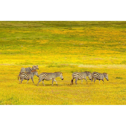 Africa-Tanzania-Ngorongoro Crater Zebras in flower field  Black Modern Wood Framed Art Print with Double Matting by Jaynes Gallery