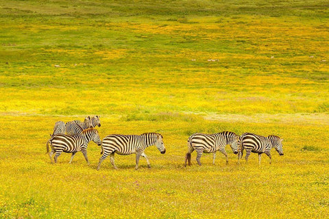 Africa-Tanzania-Ngorongoro Crater Zebras in flower field  Black Ornate Wood Framed Art Print with Double Matting by Jaynes Gallery