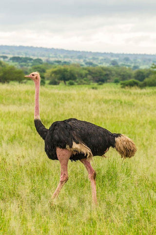 Africa-Tanzania-Tarangire National Park Ostrich male close-up  White Modern Wood Framed Art Print with Double Matting by Jaynes Gallery