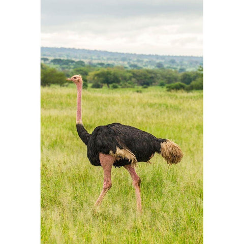 Africa-Tanzania-Tarangire National Park Ostrich male close-up  Black Modern Wood Framed Art Print by Jaynes Gallery