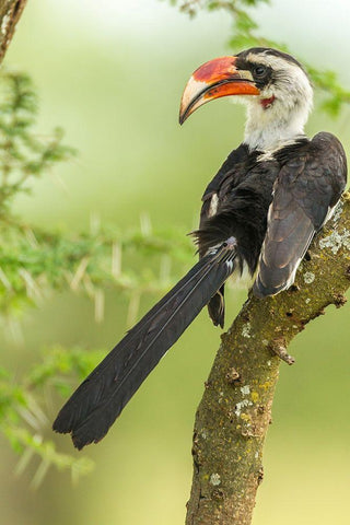 Africa-Tanzania-Tarangire National Park Von der Deckens hornbill bird close-up  Black Ornate Wood Framed Art Print with Double Matting by Jaynes Gallery