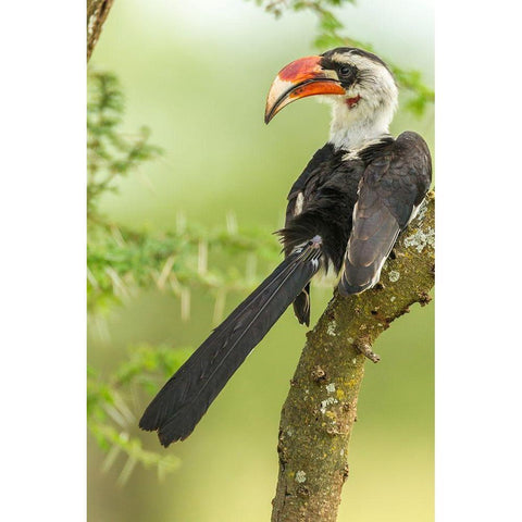 Africa-Tanzania-Tarangire National Park Von der Deckens hornbill bird close-up  Black Modern Wood Framed Art Print by Jaynes Gallery