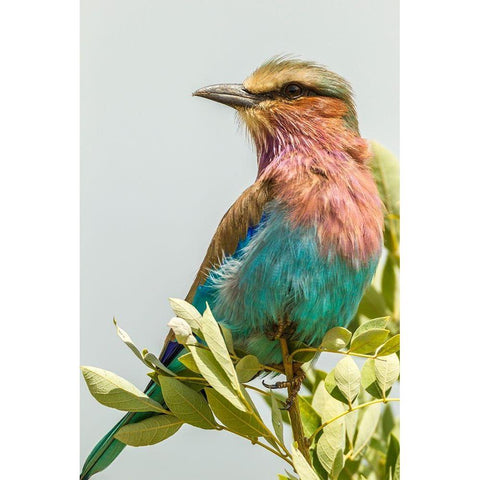 Africa-Tanzania-Tarangire National Park Lilac-breasted roller close-up  White Modern Wood Framed Art Print by Jaynes Gallery