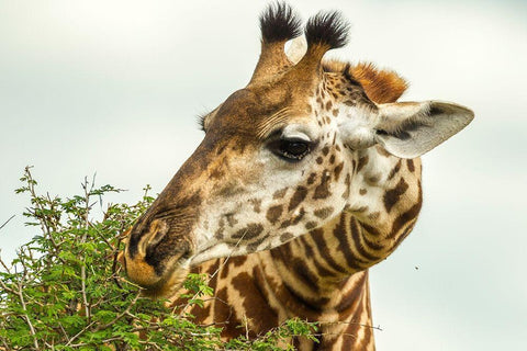 Africa-Tanzania-Tarangire National Park Maasai giraffe eating tree leaves  White Modern Wood Framed Art Print with Double Matting by Jaynes Gallery