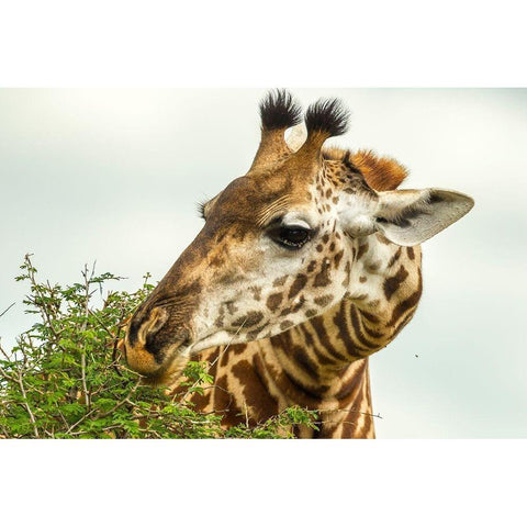 Africa-Tanzania-Tarangire National Park Maasai giraffe eating tree leaves  Black Modern Wood Framed Art Print by Jaynes Gallery