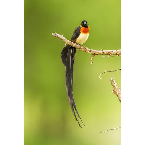 Africa-Tanzania-Tarangire National Park Paradise whydah bird on limb  Black Modern Wood Framed Art Print with Double Matting by Jaynes Gallery