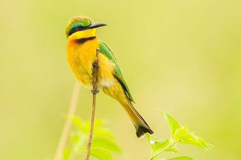 Africa-Tanzania-Tarangire National Park Little bee eater close-up  Black Ornate Wood Framed Art Print with Double Matting by Jaynes Gallery