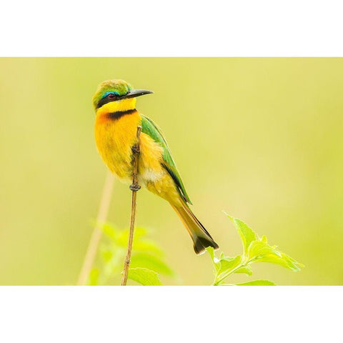 Africa-Tanzania-Tarangire National Park Little bee eater close-up  Gold Ornate Wood Framed Art Print with Double Matting by Jaynes Gallery