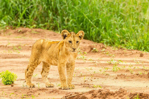 Africa-Tanzania-Tarangire National Park Lion cub close-up  Black Ornate Wood Framed Art Print with Double Matting by Jaynes Gallery