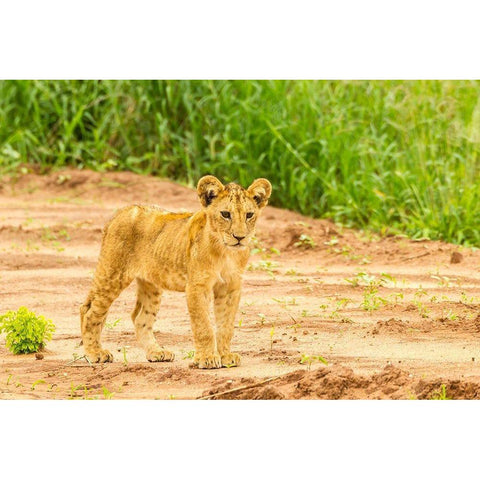 Africa-Tanzania-Tarangire National Park Lion cub close-up  Black Modern Wood Framed Art Print by Jaynes Gallery