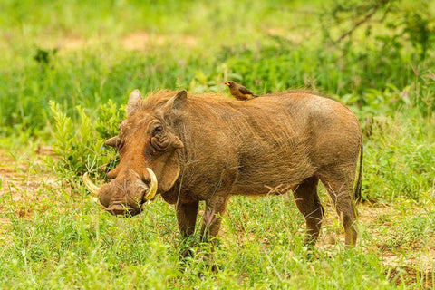 Africa-Tanzania-Tarangire National Park Warthog with yellow-billed Oxpecker grooming him  Black Ornate Wood Framed Art Print with Double Matting by Jaynes Gallery