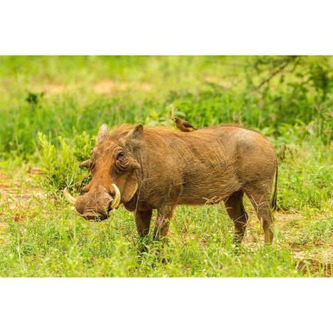 Africa-Tanzania-Tarangire National Park Warthog with yellow-billed Oxpecker grooming him  Gold Ornate Wood Framed Art Print with Double Matting by Jaynes Gallery