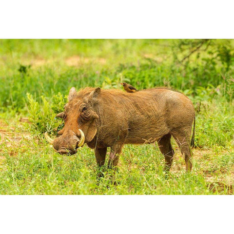 Africa-Tanzania-Tarangire National Park Warthog with yellow-billed Oxpecker grooming him  Black Modern Wood Framed Art Print by Jaynes Gallery