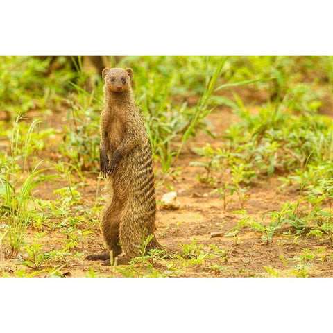 Africa-Tanzania-Tarangire National Park Banded mongoose close-up  Black Modern Wood Framed Art Print by Jaynes Gallery