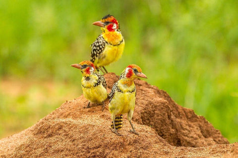Africa-Tanzania-Tarangire National Park Red-and-yellow barbets on dirt mound  Black Ornate Wood Framed Art Print with Double Matting by Jaynes Gallery