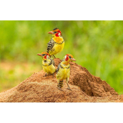 Africa-Tanzania-Tarangire National Park Red-and-yellow barbets on dirt mound  Black Modern Wood Framed Art Print by Jaynes Gallery