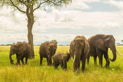 Africa-Tanzania-Tarangire National Park African elephant adults and young  White Modern Wood Framed Art Print with Double Matting by Jaynes Gallery
