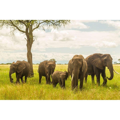 Africa-Tanzania-Tarangire National Park African elephant adults and young  Black Modern Wood Framed Art Print by Jaynes Gallery