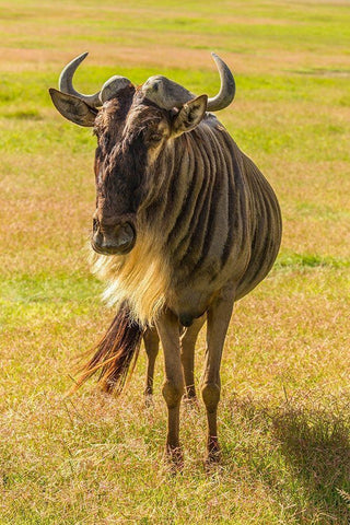 Africa-Tanzania-Ngorongoro Crater White bearded wildebeest close-up  Black Ornate Wood Framed Art Print with Double Matting by Jaynes Gallery