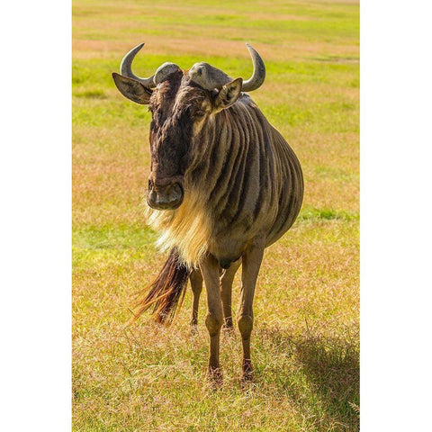 Africa-Tanzania-Ngorongoro Crater White bearded wildebeest close-up  Black Modern Wood Framed Art Print by Jaynes Gallery