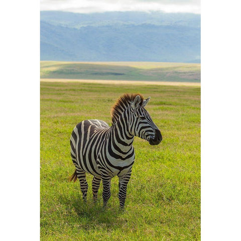 Africa-Tanzania-Ngorongoro Crater Plains zebra in field  Black Modern Wood Framed Art Print by Jaynes Gallery