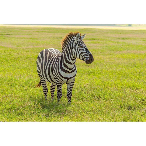Africa-Tanzania-Ngorongoro Crater Plains zebra in field  Black Modern Wood Framed Art Print by Jaynes Gallery