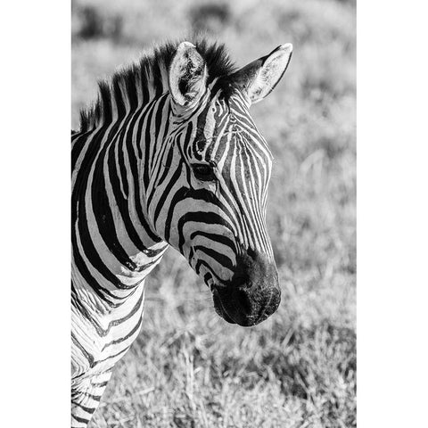 Africa-Tanzania-Ngorongoro Crater BandW of plains zebra head  Black Modern Wood Framed Art Print with Double Matting by Jaynes Gallery