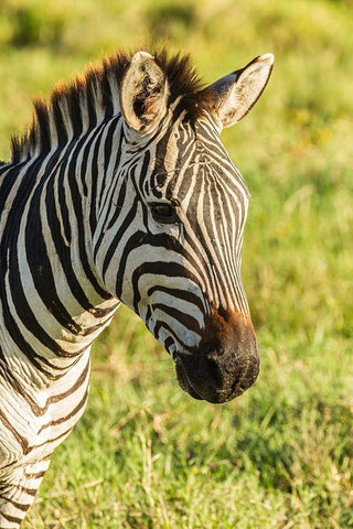 Africa-Tanzania-Ngorongoro Crater Plains zebra head  White Modern Wood Framed Art Print with Double Matting by Jaynes Gallery