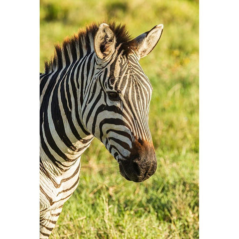 Africa-Tanzania-Ngorongoro Crater Plains zebra head  Black Modern Wood Framed Art Print by Jaynes Gallery